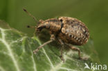 Liophloeus tessulatus