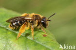 Texelse zandbij (Andrena fulvago)