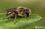 Osmia niveata