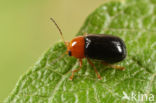 Cryptocephalus rufipes