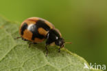 Hieroglyphic ladybird (Coccinella hieroglyphica)