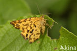 Speckled Yellow (Pseudopanthera macularia)