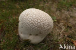 Ruitjesbovist (Calvatia utriformis)