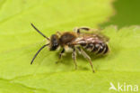 Geelstaartklaverzandbij (Andrena wilkella)