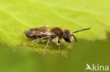 Geelstaartklaverzandbij (Andrena wilkella)