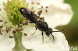 Weidemaskerbij (Hylaeus gibbus)