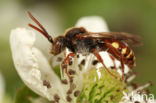 Stomptandwespbij (Nomada striata)