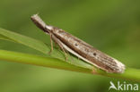 Pleurota bicostella