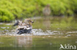 Hawfinch (Coccothraustes coccothraustes)