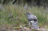 Goshawk (Accipiter gentilis)