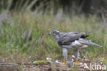 Goshawk (Accipiter gentilis)