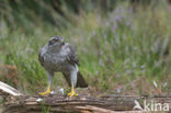 Goshawk (Accipiter gentilis)