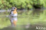 European Robin (Erithacus rubecula)