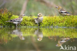 Hawfinch (Coccothraustes coccothraustes)