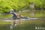 Hawfinch (Coccothraustes coccothraustes)