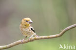 Appelvink (Coccothraustes coccothraustes)