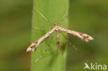 Plume moth (Amblyptilia acanthadactyla)