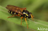 Xanthogramma citrofasciatum