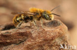 Blauwe metselbij (Osmia caerulescens)