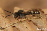 Donkere dubbeltand (Nomada obscura)