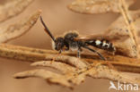 Wasp-bee (Nomada obscura)