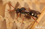 Wasp-bee (Nomada obscura)