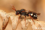 Donkere dubbeltand (Nomada obscura)