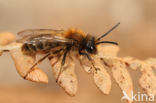 Clark s mining bee (Andrena clarkella)