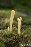 Moor Club (Clavaria argillacea)