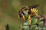 Grote wolbij (Anthidium manicatum)