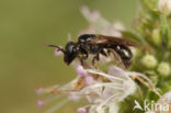 Lasioglossum glabriusculum