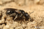 Lasioglossum corvinum