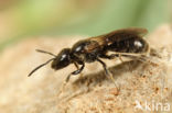 Lasioglossum corvinum