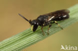 Gewone maskerbij (Hylaeus communis)