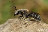 Lasioglossum albocinctum