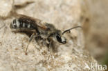 Lasioglossum albocinctum