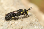 Weidemaskerbij (Hylaeus gibbus)