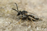 Lasioglossum subhirtum