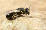 Hylaeus imparilis