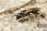 Lasioglossum politum