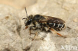 Bremzandbij (Andrena ovatula)