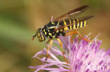 Kale Wespvlieg (Spilomyia saltuum)