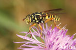 Kale Wespvlieg (Spilomyia saltuum)