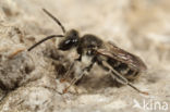 Andrena ventricosa