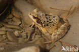 Common Frog (Rana temporaria)