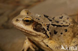 Bruine kikker (Rana temporaria)