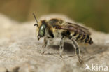 Megachile fertoni