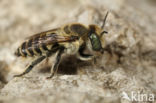 Megachile fertoni