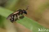 Breedbuikgroefbij (Lasioglossum lativentre)