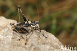 Pyrenean Bush-cricket (Antaxius pedestris)